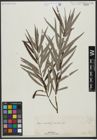 Foto von Salix viminalis L.